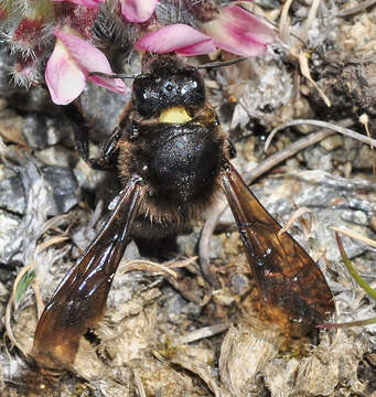 Image of Megachile parietina (Geoffroy 1785)