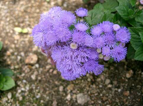 Imagem de Ageratum houstonianum Mill.