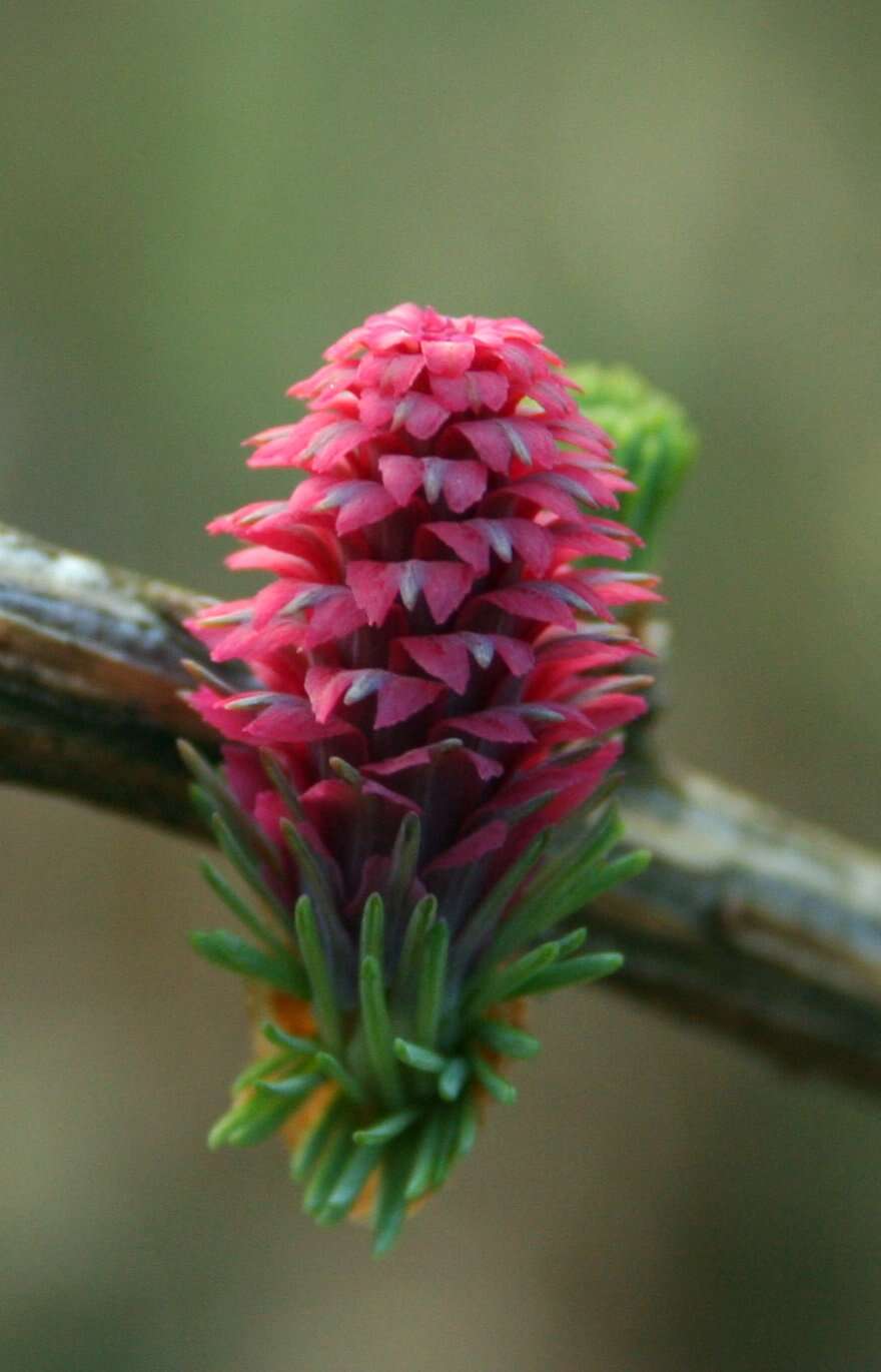 Image of European Larch