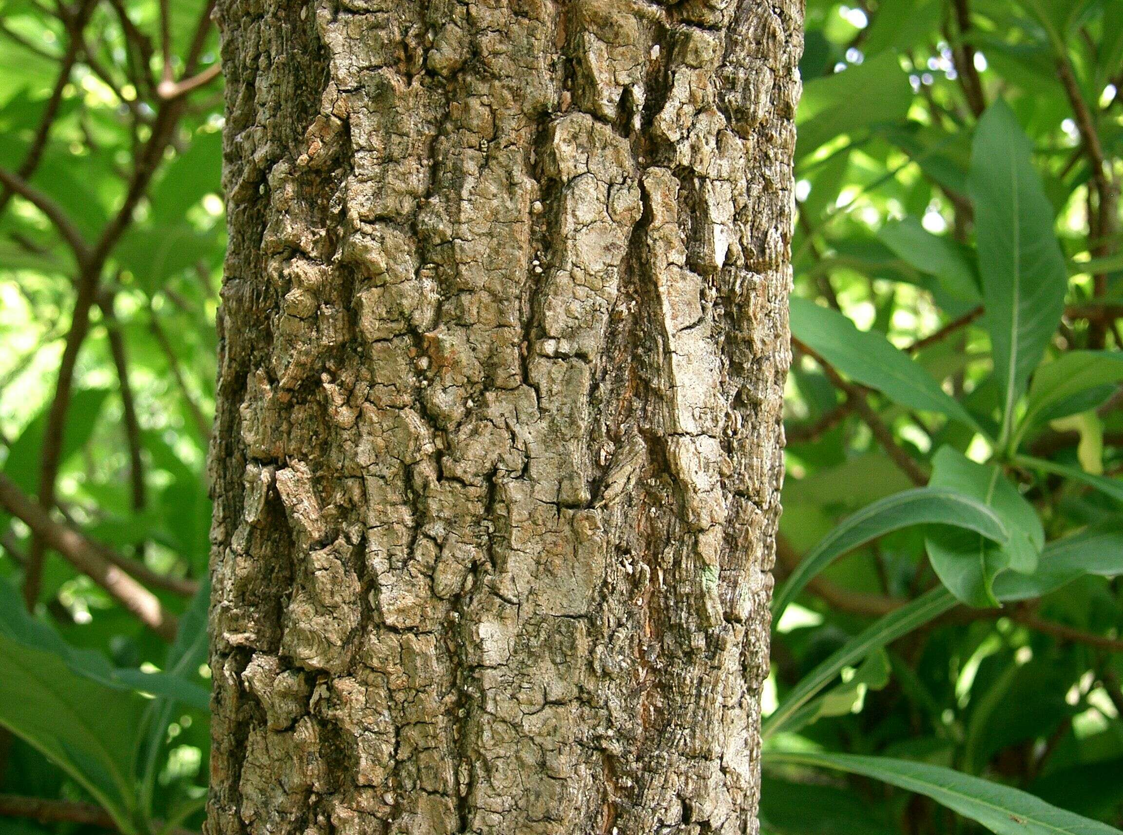 Image of Chinese Fringetree