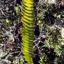 Sivun Polypodium pellucidum Kaulf. kuva