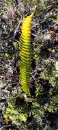 Sivun Polypodium pellucidum Kaulf. kuva