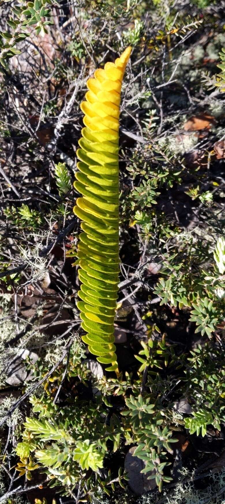 Plancia ëd Polypodium pellucidum Kaulf.