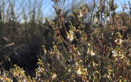 Image of Leucopogon woodsii F. Muell.