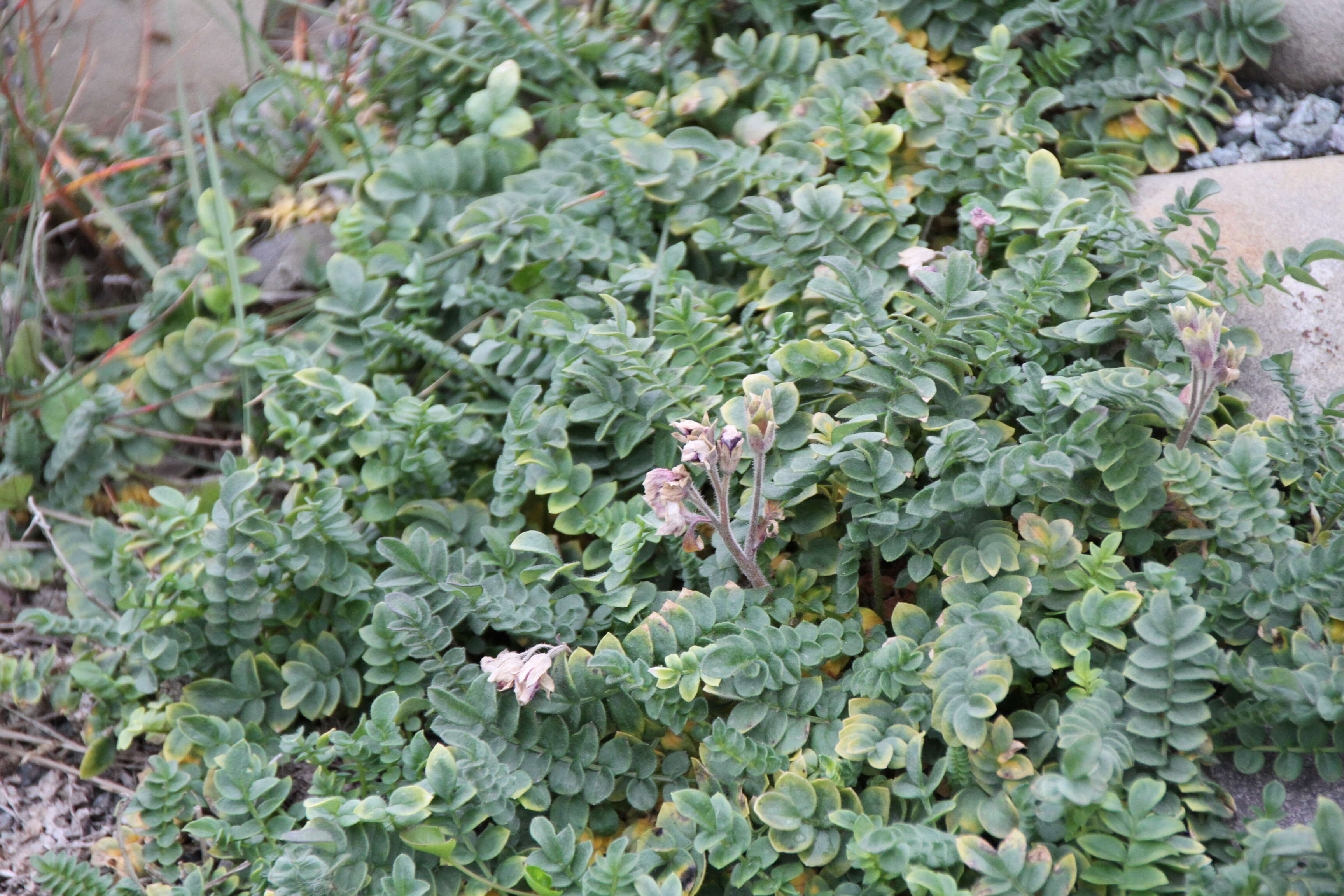 Слика од Polemonium boreale Adams