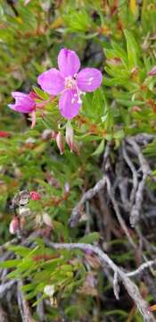 Image of Gongylocarpus fruticulosus Brandeg.