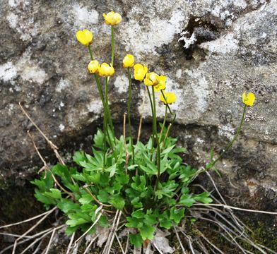 Image of surefoot buttercup