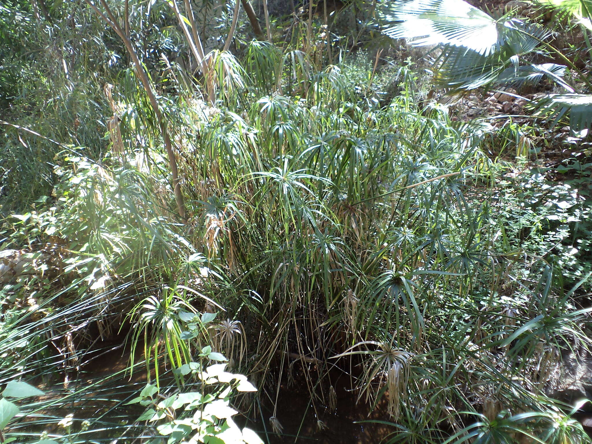 Sivun Cyperus alternifolius L. kuva