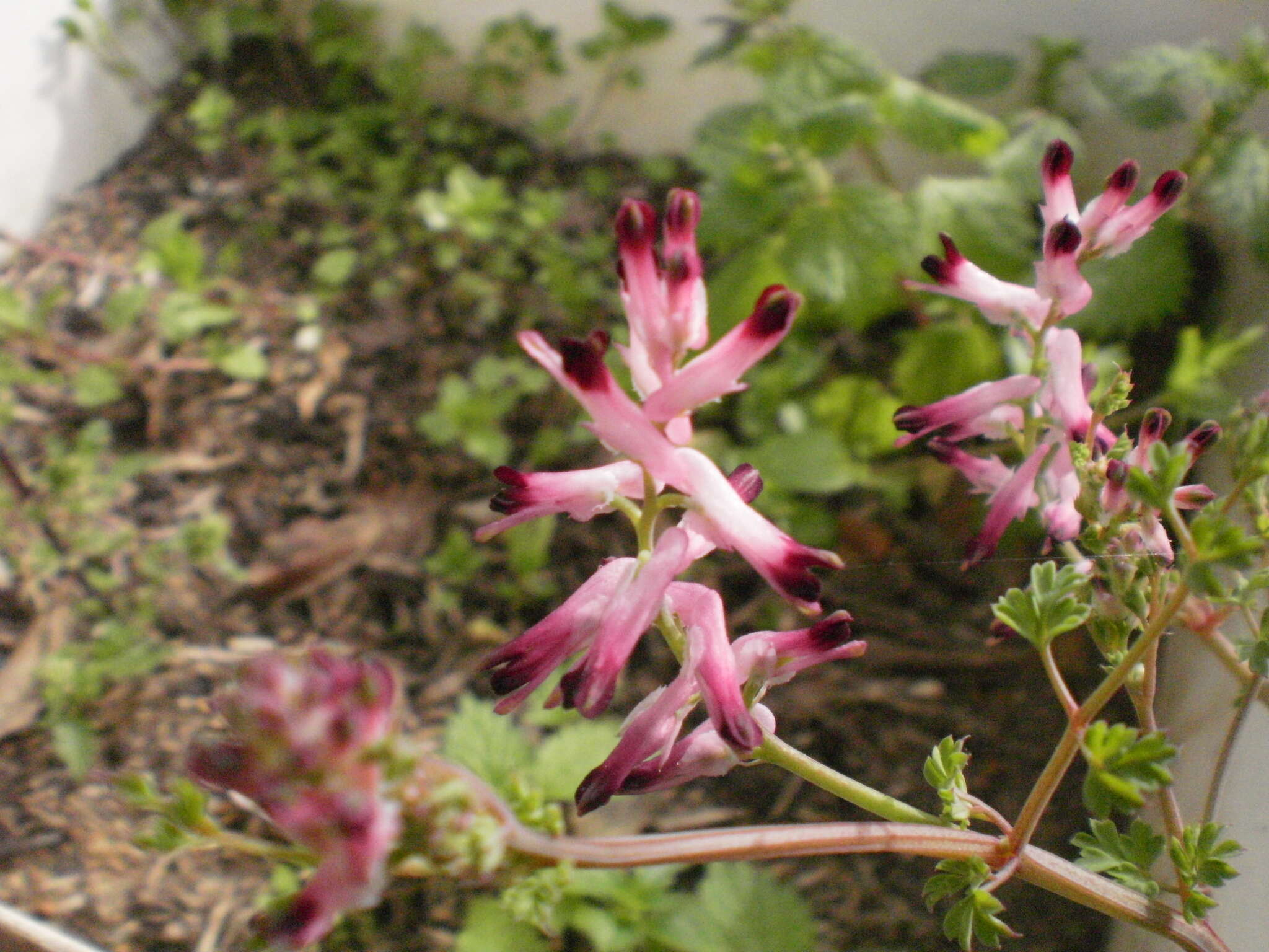 Image of fumitory