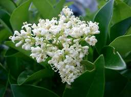 Image of Japanese privet