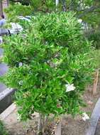 Image of Japanese privet