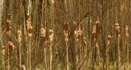 Image of broadleaf cattail