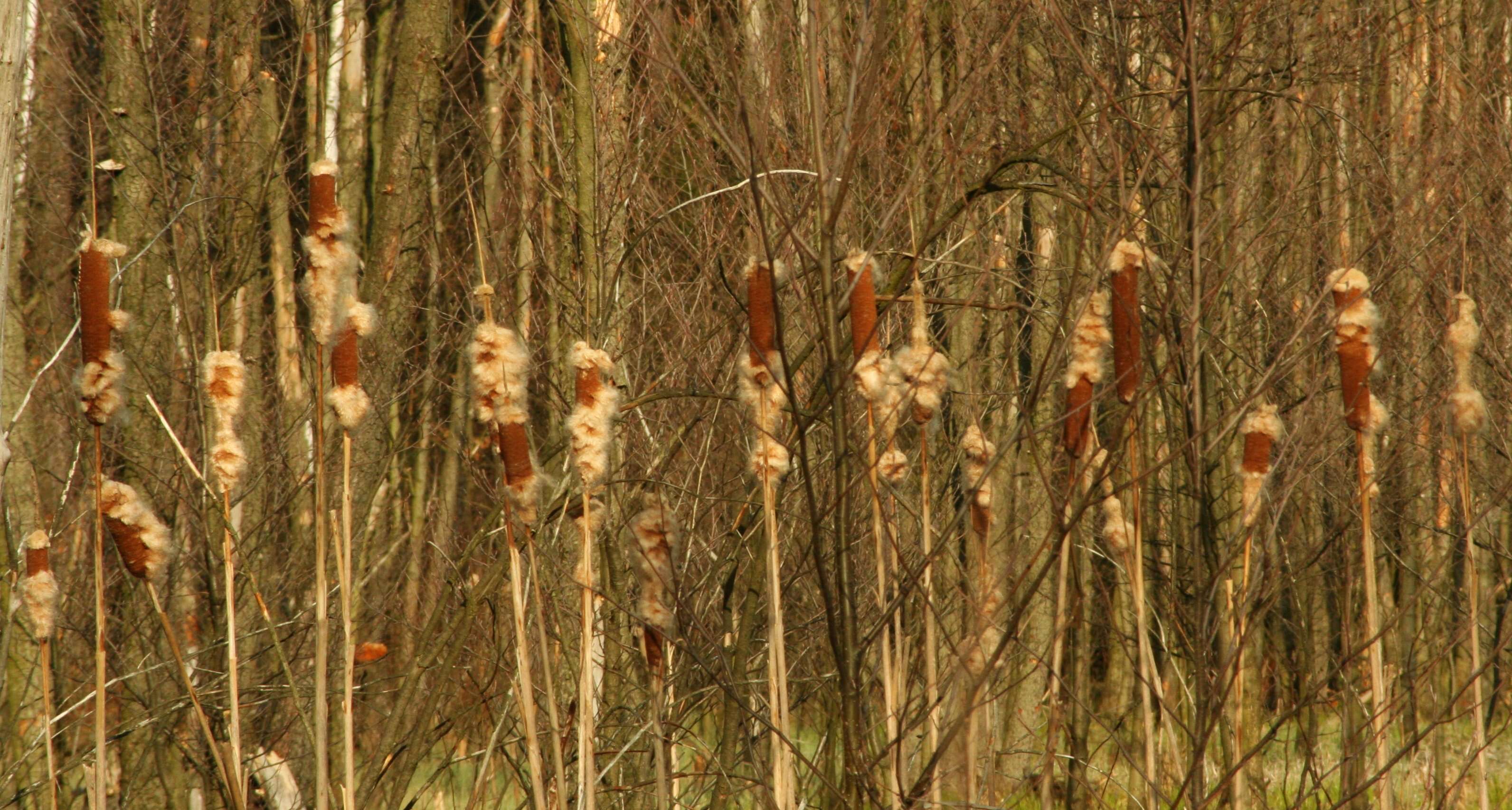 Image of broadleaf cattail