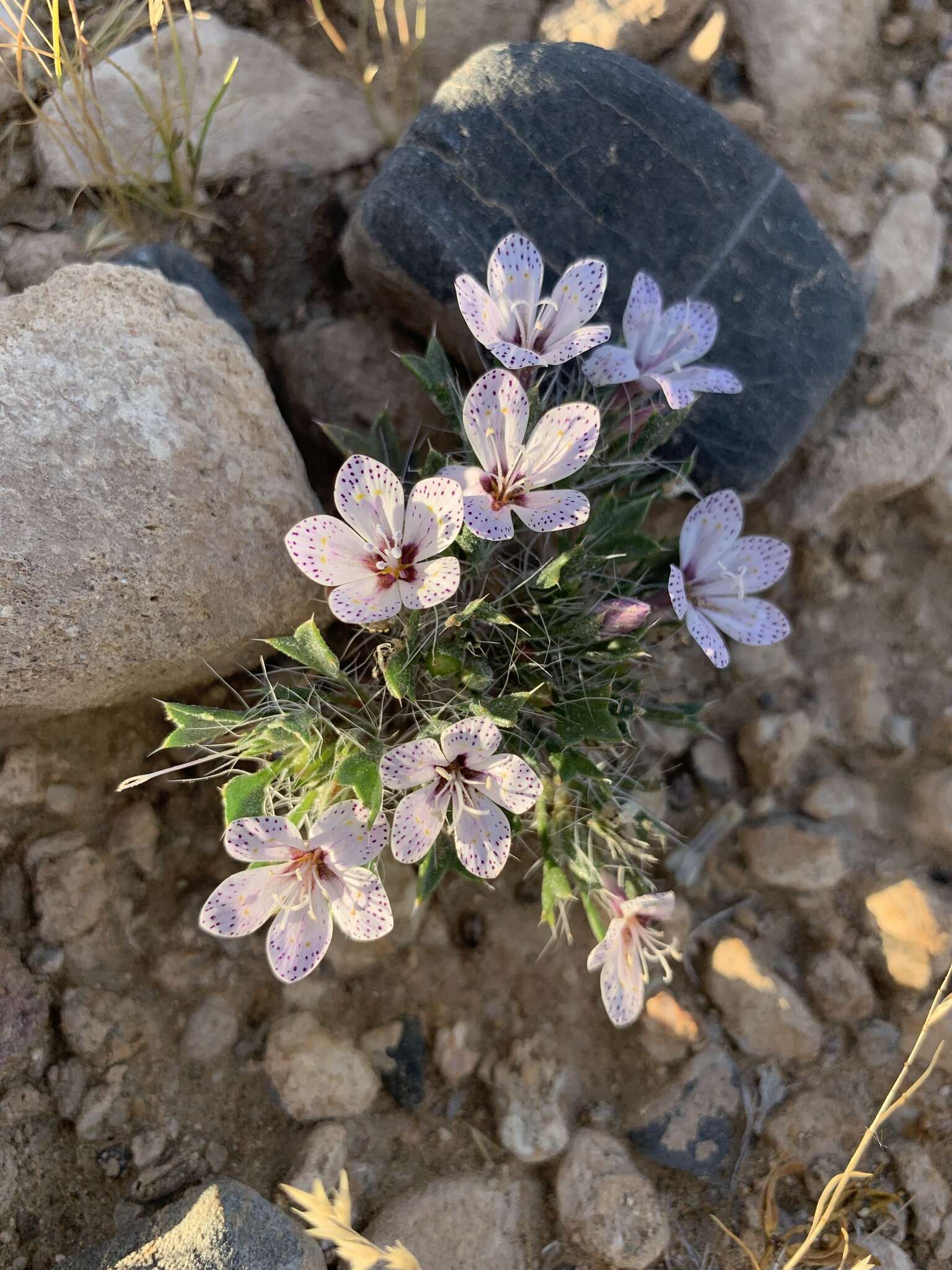 Image of Great Basin langloisia