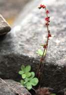 Plancia ëd Saxifraga cernua L.