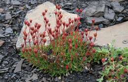 Plancia ëd Saxifraga cespitosa L.