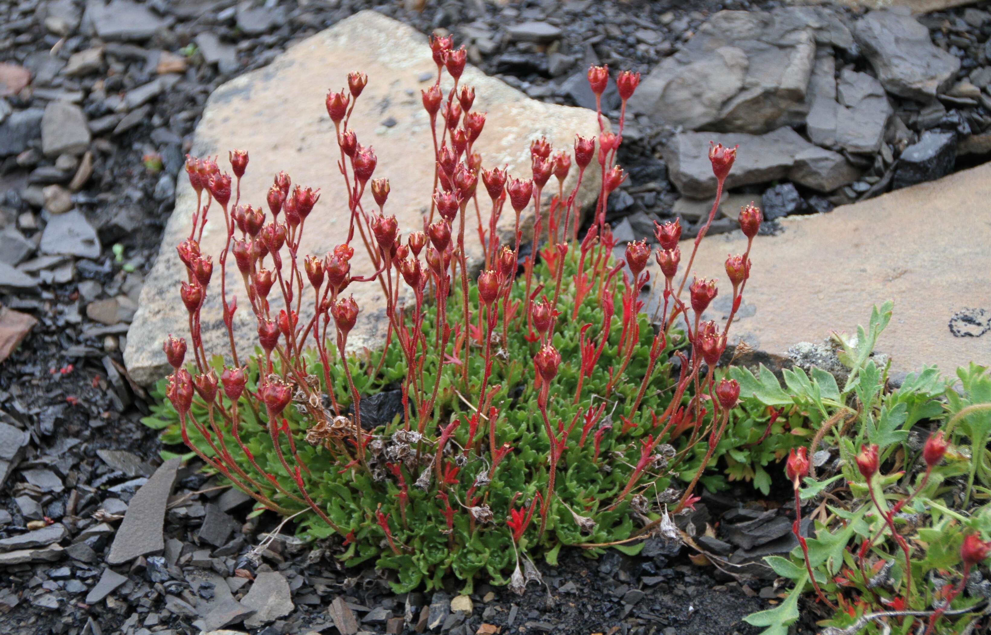 Plancia ëd Saxifraga cespitosa L.