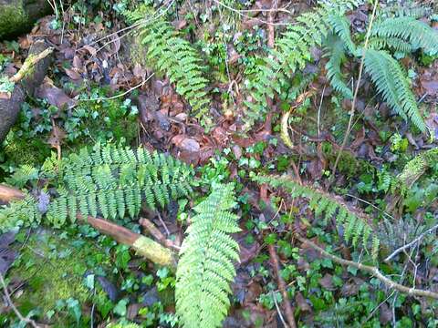 Image of Braun's hollyfern