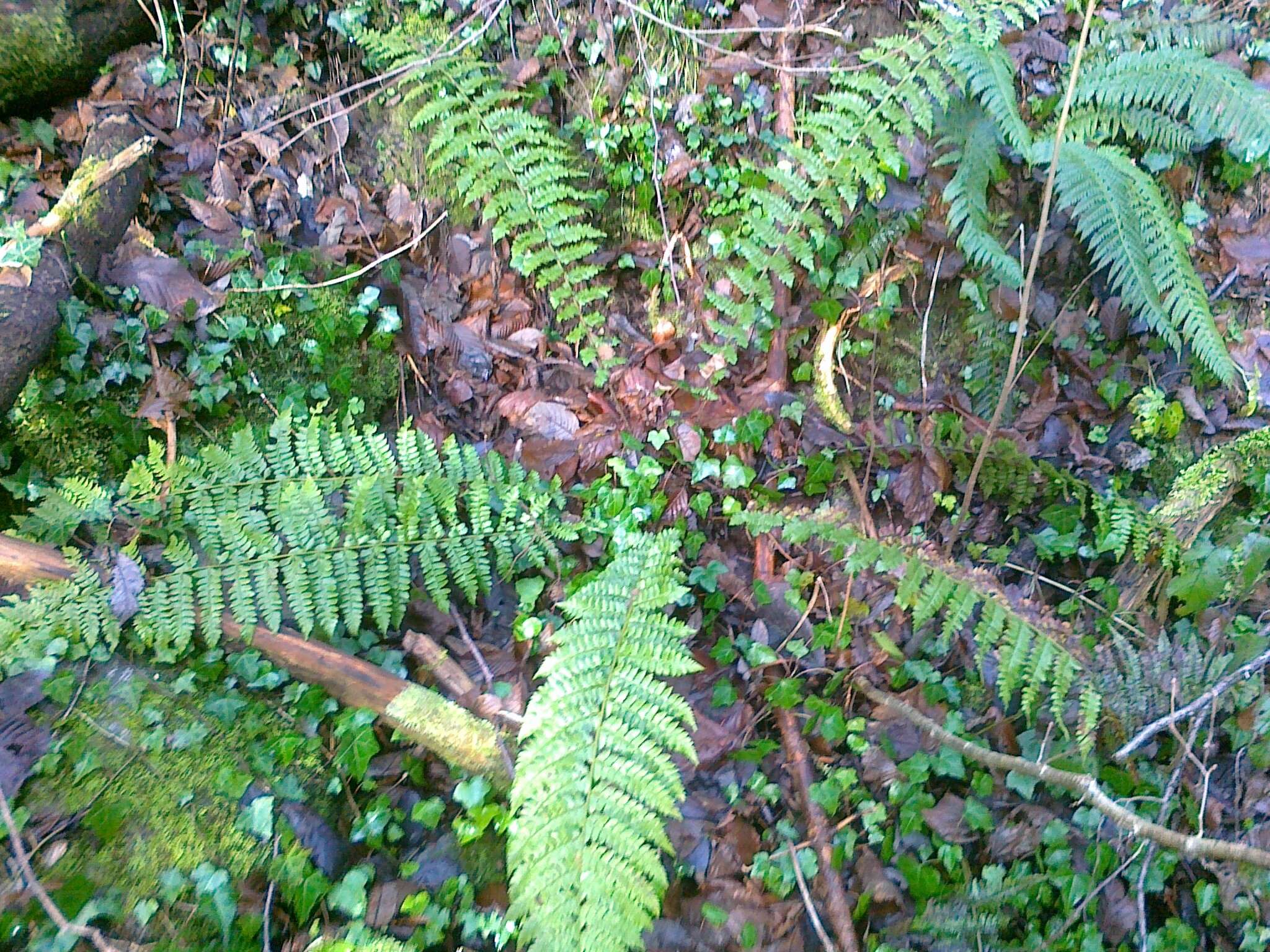 Image of Braun's hollyfern