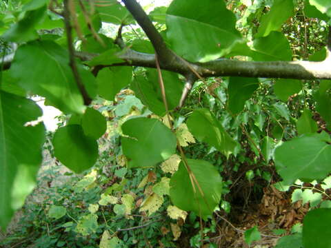 Plancia ëd Pyrus calleryana Decne.