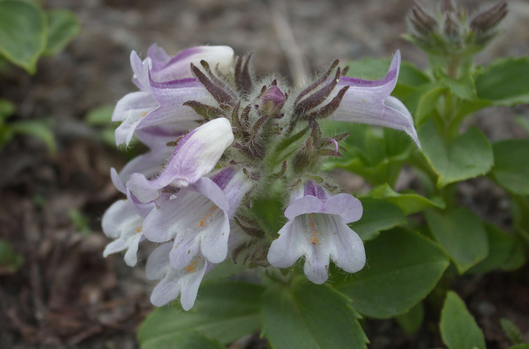 Image of Pennellianthus frutescens (Lamb.) Crosswhite