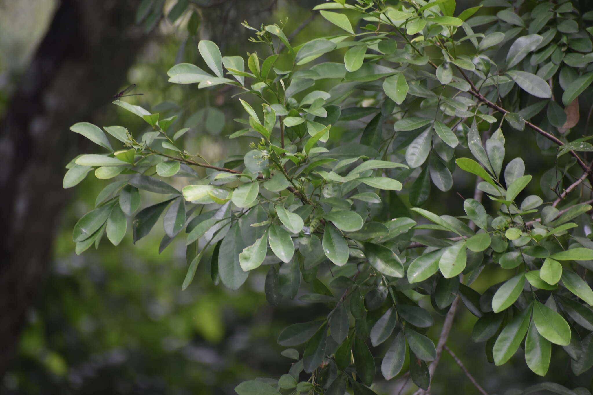 Image of Bastard Lime