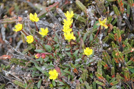 Image de saxifrage bouc, saxifrage dorée