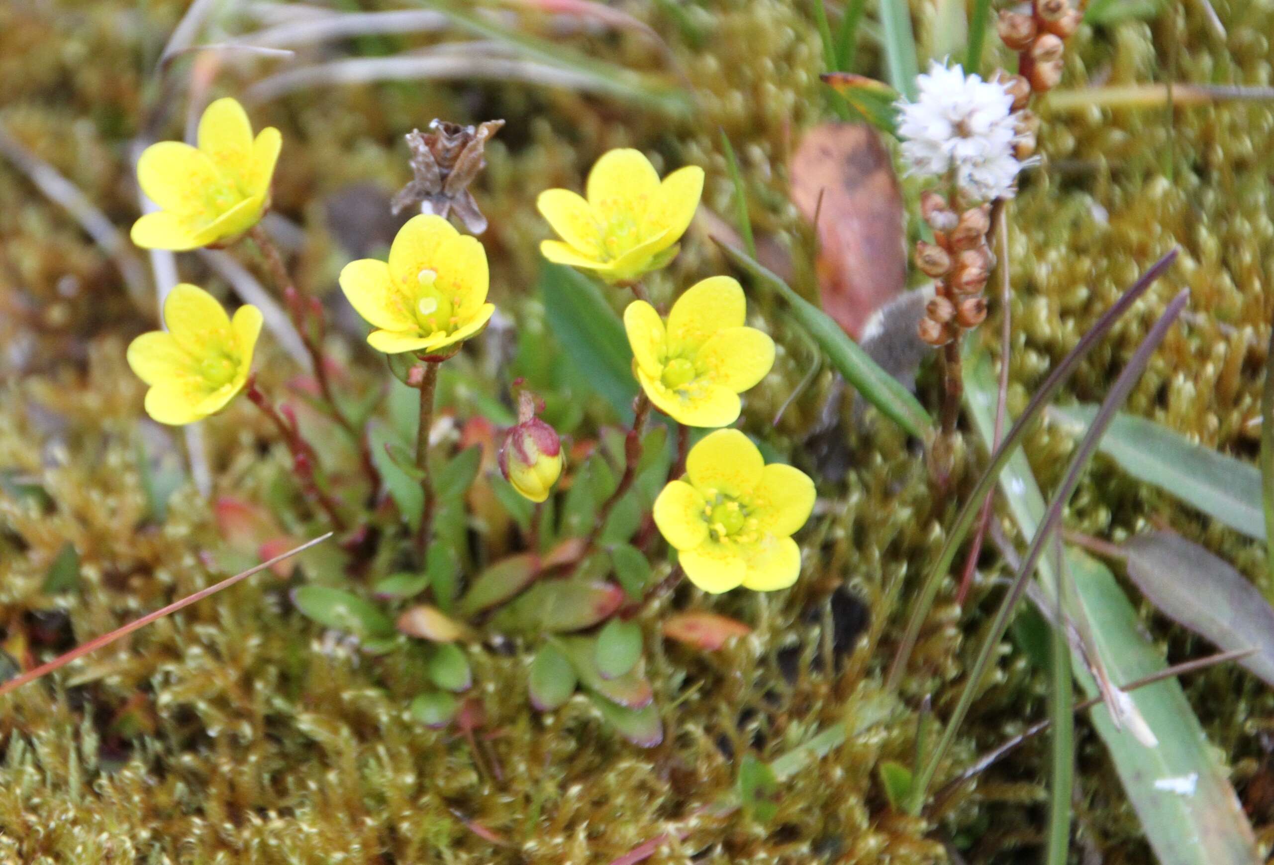 Слика од Saxifraga hirculus L.