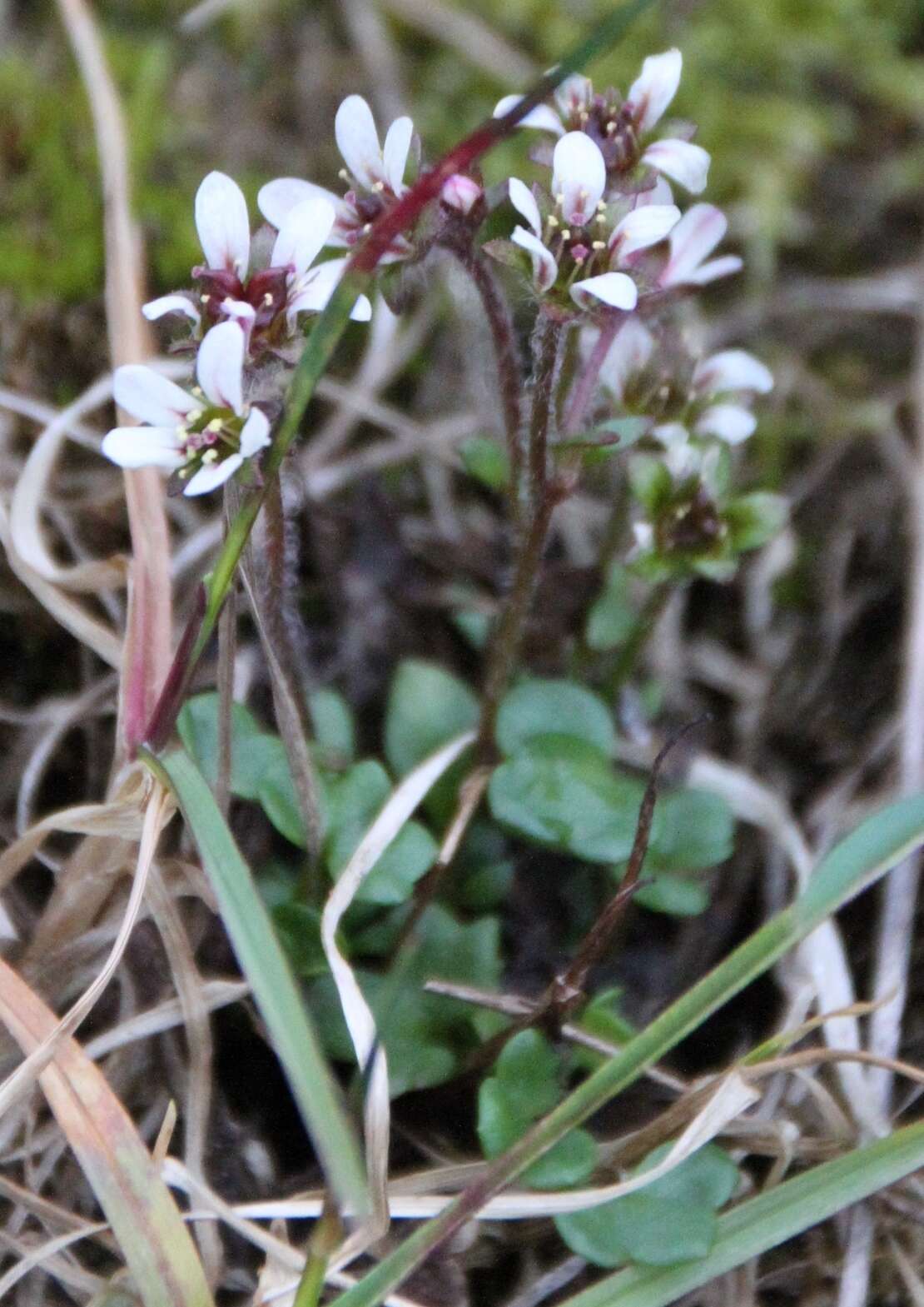 Image of weak saxifrage