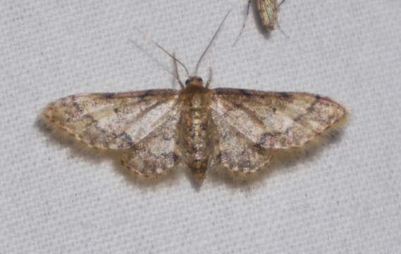 Image of Red-Bordered Wave Moth