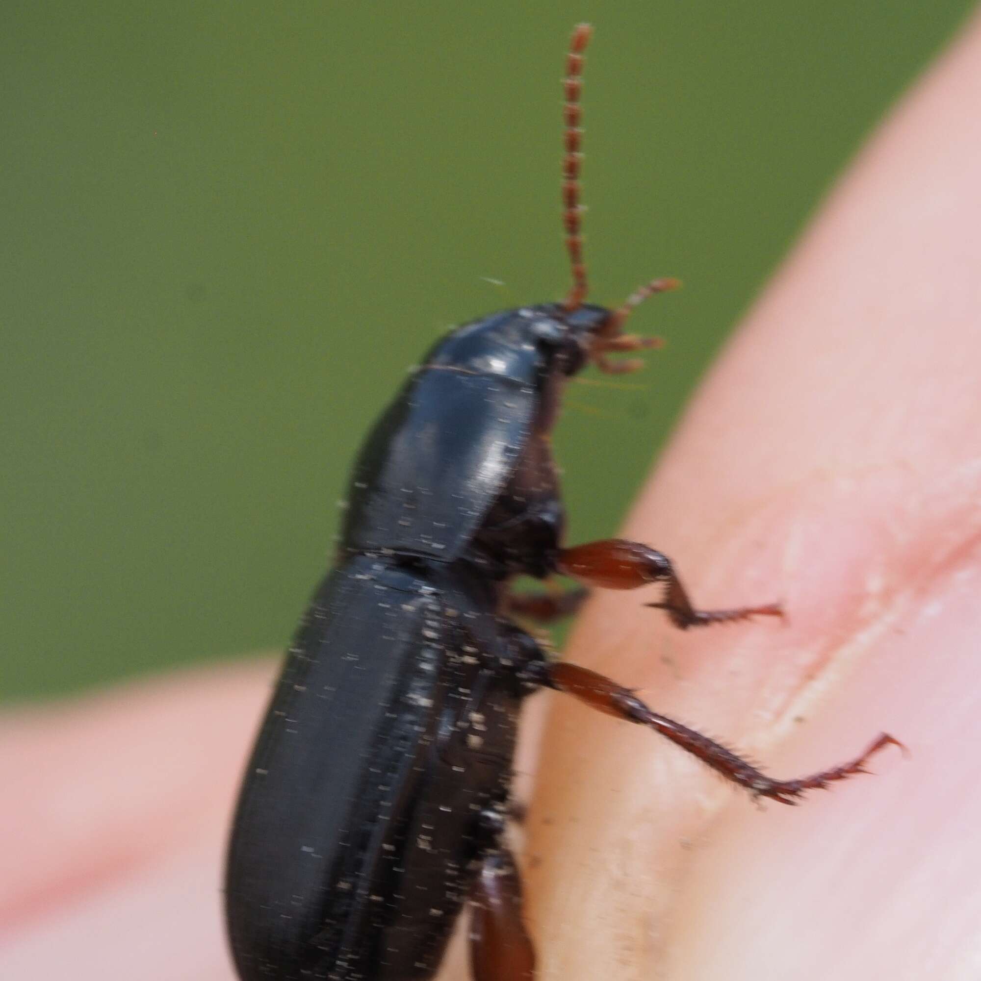 Image of Harpalus (Harpalus) tardus (Panzer 1796)