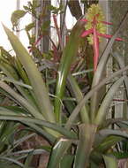 Image de Aechmea aquilega (Salisb.) Griseb.