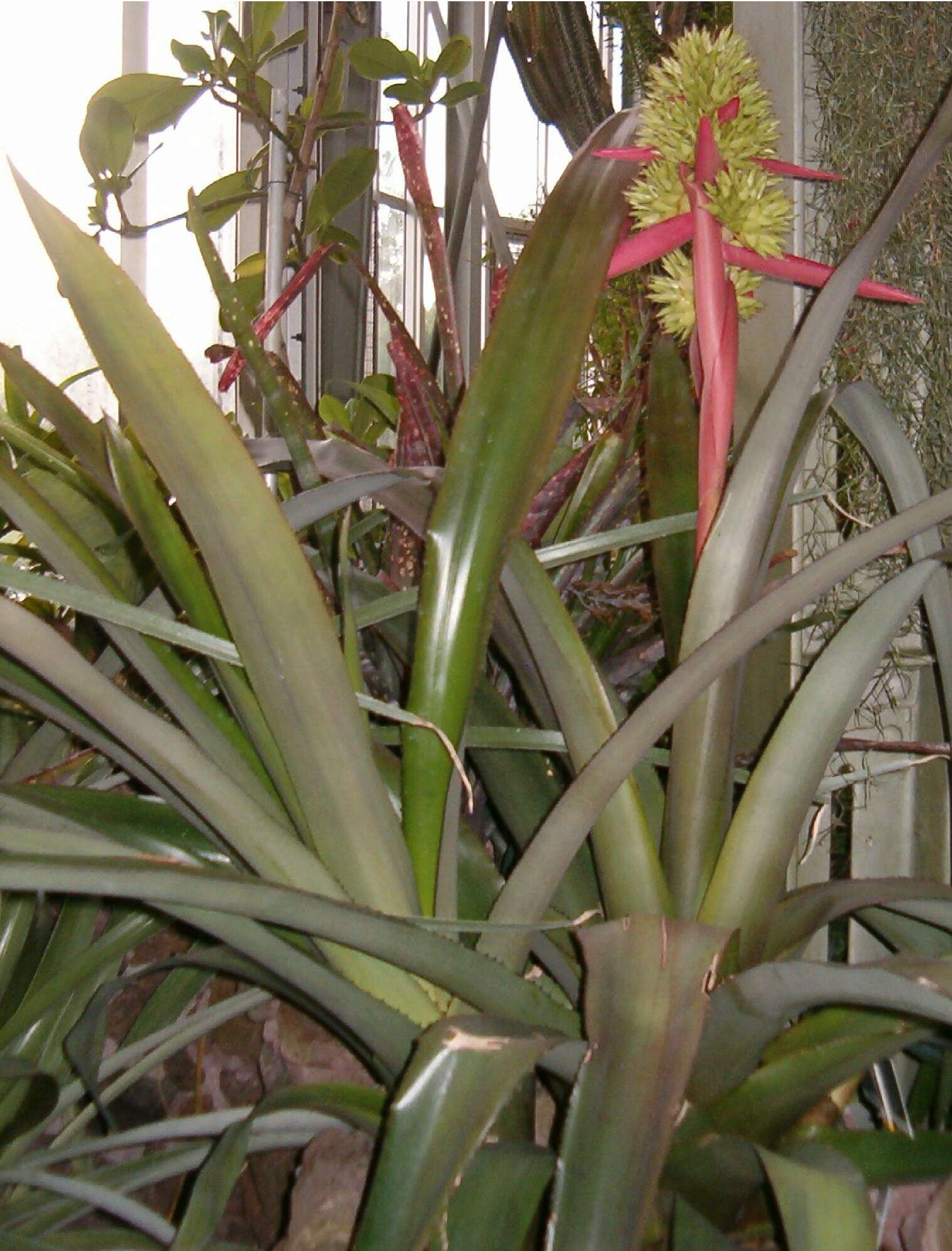 Image de Aechmea aquilega (Salisb.) Griseb.