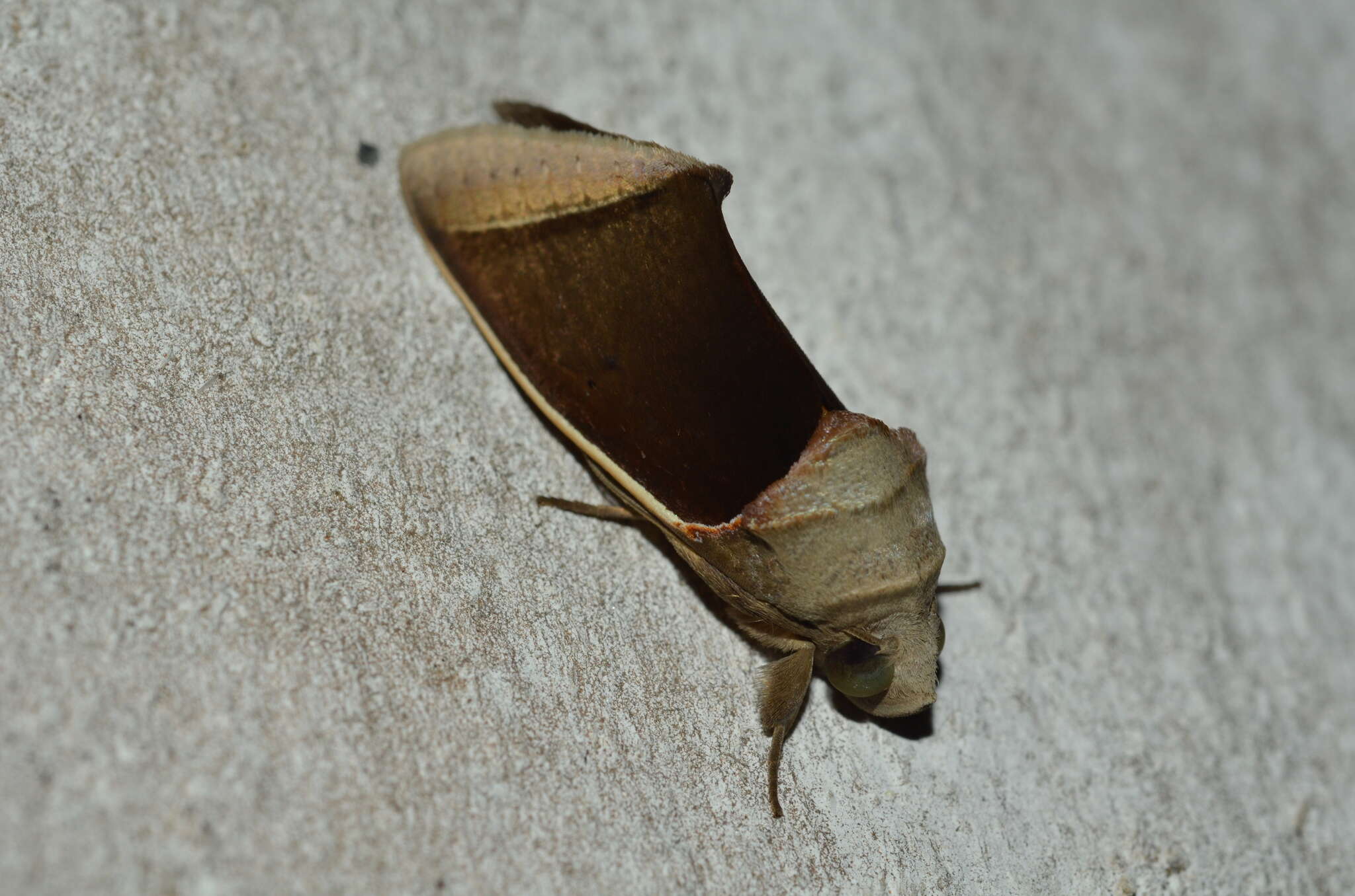 صورة Gonodonta holosericea Guenée 1852