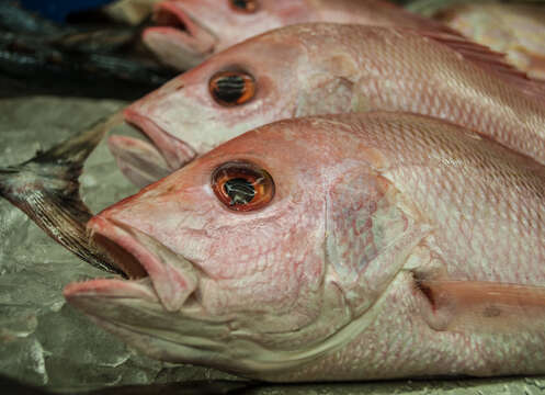 Image of Bream