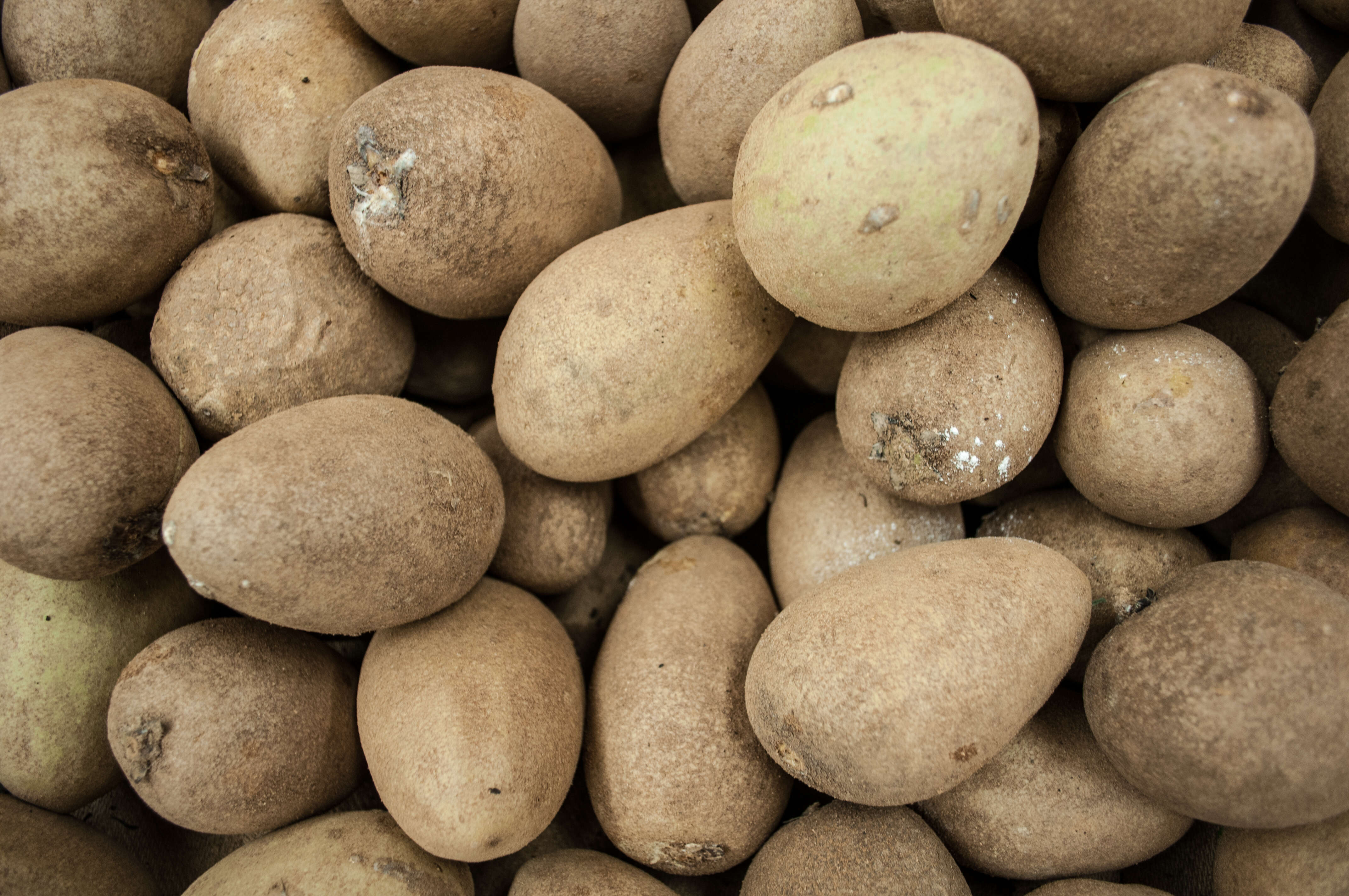 Image of mammee sapote