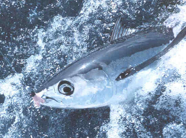 Image of Albacore Fish