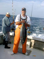 Image of Albacore Fish