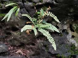 Image of Maidenhair Spleenwort