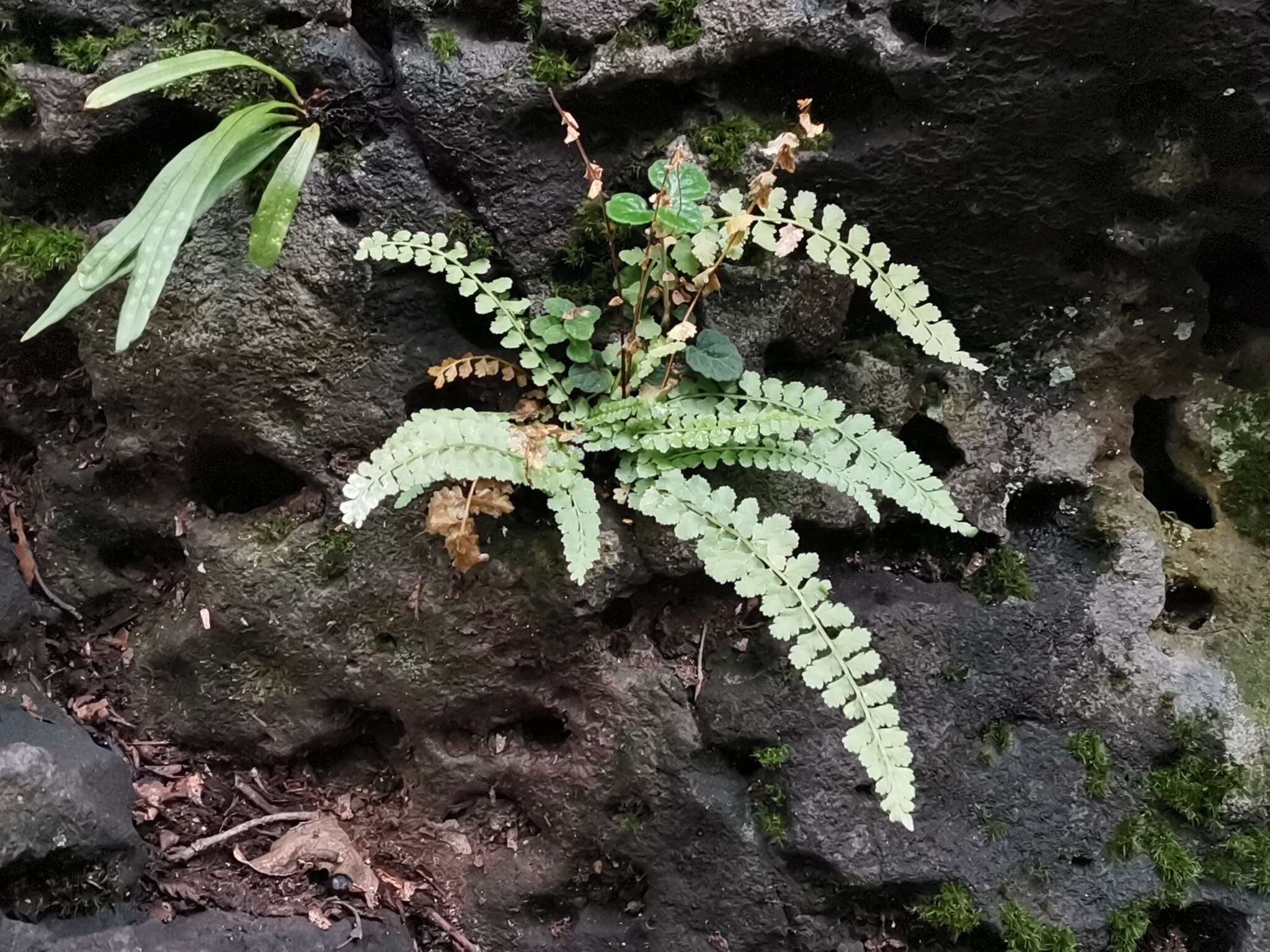 Plancia ëd Asplenium incisum Thunb.