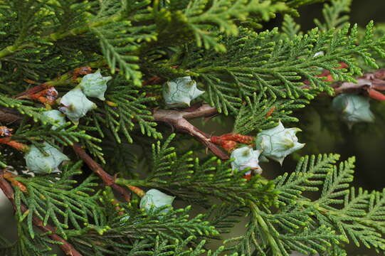 Imagem de Cupressus lusitanica var. benthamii (Endl.) Carrière