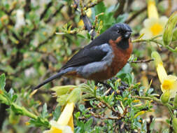 Imagem de Diglossa brunneiventris Lafresnaye 1846