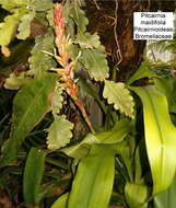 Image of Pitcairnia maidifolia (C. Morren) Decne. ex Planch.