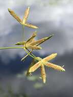 Image of Dentate umbrella sedge