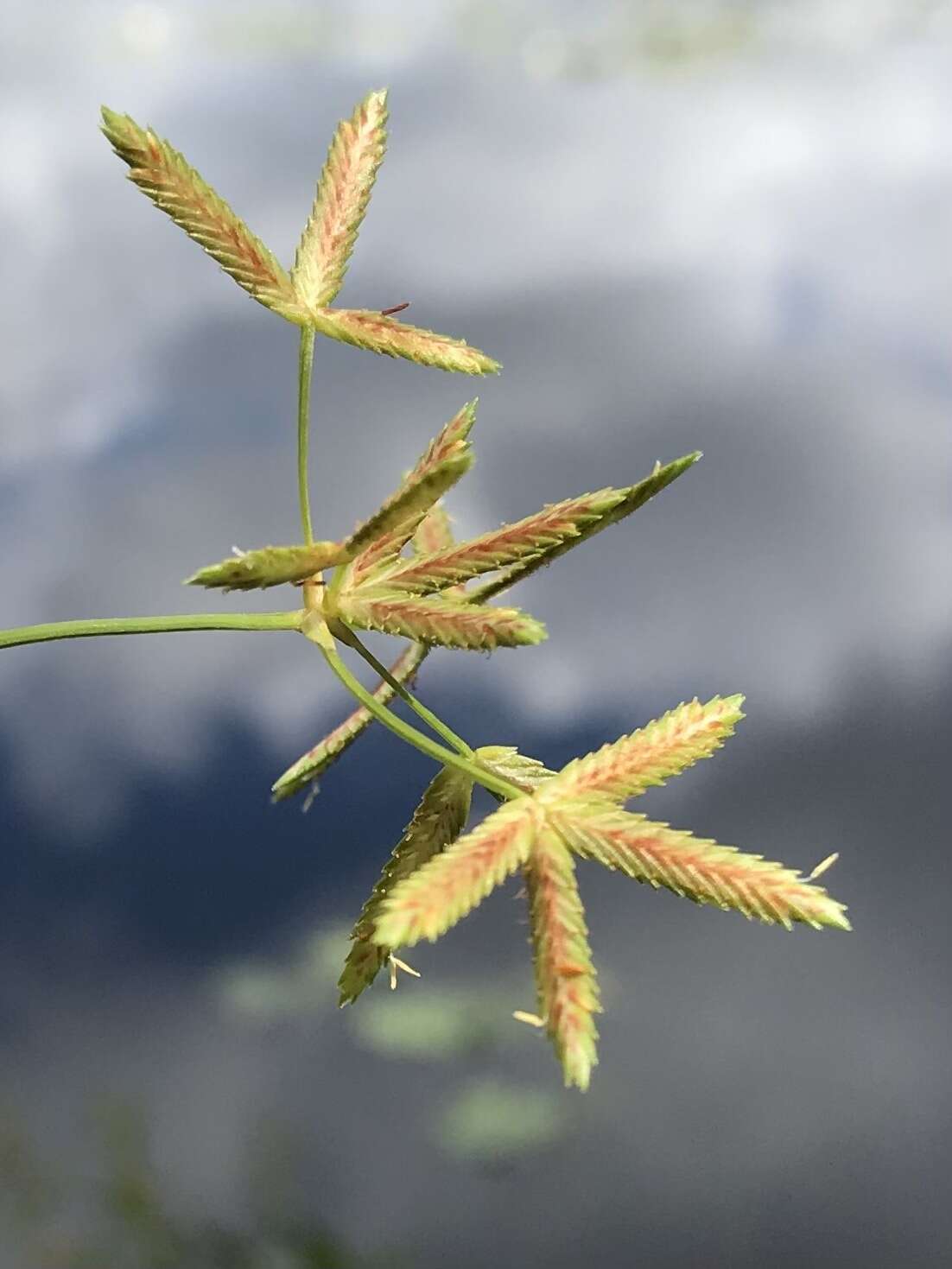 Imagem de Cyperus dentatus Torr.