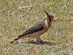 Image of Andean Flicker