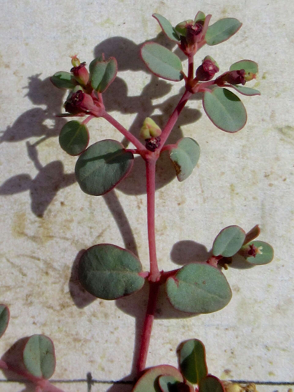 Euphorbia simulans (L. C. Wheeler) Warnock & M. C. Johnst. resmi