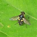 Image of Sericomyia lata (Cqouillett 1907)