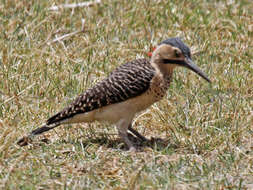 Image of Andean Flicker