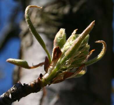 Image of European Pear